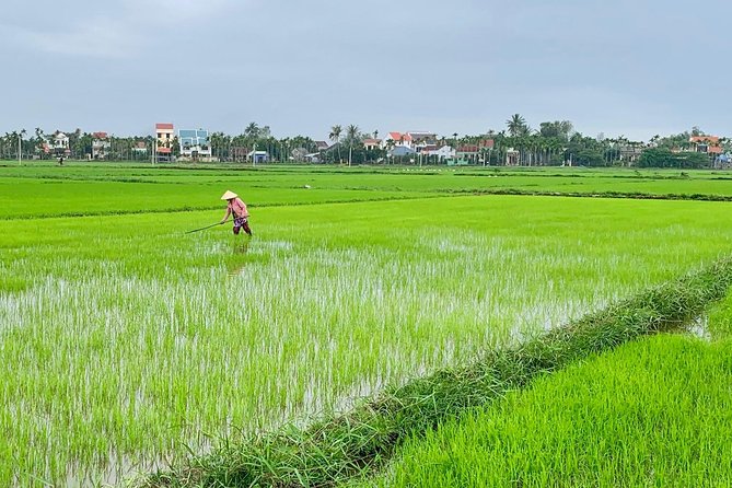 Buffalo Riding and basket boat tour from Da Nang/ Hoi An - From Da Nang Hotel Pickup to Cam Thanh: The Day’s Easy Rhythm