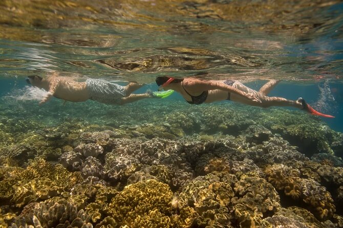 Cham Island Daily-Snorkeling(Optional:Pick up at Cua Dai Port) - Beach Time and Lunch: Seafood Meal, Vegan Options, and Monkey Warning