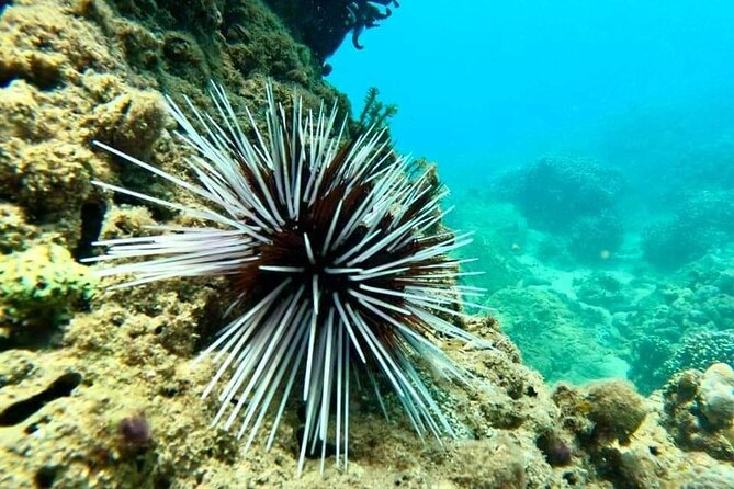 Cham Island Snorkeling Daily Group Tour, Sunbathing, nice beaches - Seafood lunch and fruit: the included feast that actually feels like a meal