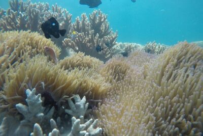 Cham Islands Snorkeling Tour by SpeedBoat from Da Nang - Snorkeling in Cu Lao Cham: Gear Is Included, Expectations Need Flexing