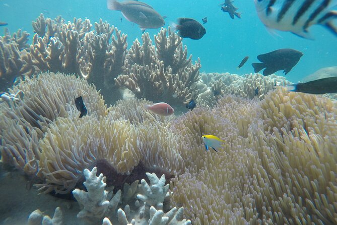 Cham Islands Snorkeling Tour by SpeedBoat from Da Nang - Bai Chong Beach and the Lunch That Makes This Tour Worth It