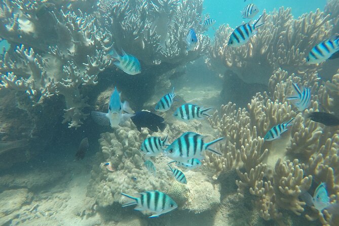 Cham Islands Snorkeling Tour by SpeedBoat from Da Nang - Group Size and the Comfort Level of a Shared Day Trip