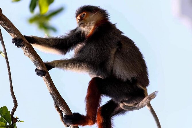 Endangered Monkeys Watching - Red Shanked Douc Langurs - Key Highlights You’ll Want to Know Before You Go
