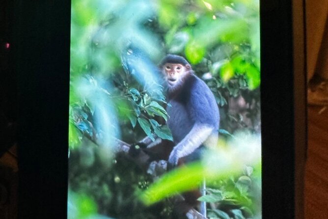 Endangered Monkeys Watching - Red Shanked Douc Langurs - What You’ll Learn: Sex, Age, Behavior, and Field-Photo Tips