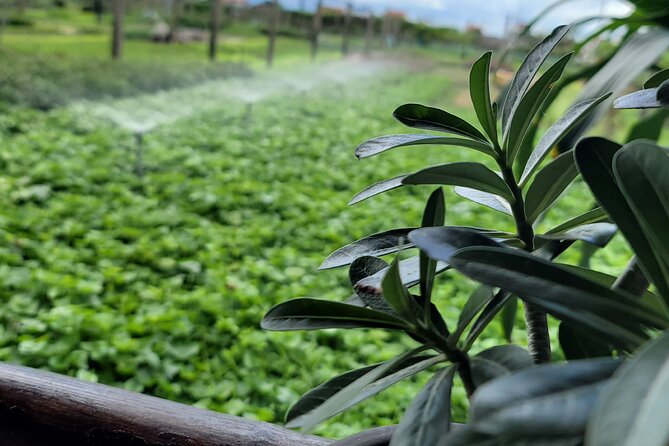 Explore Hoi An ancient town and local villages with a local guide - Hoi An Ancient Town Walk: Assembly Hall, Markets, and Old Streets