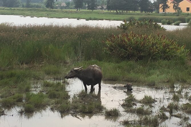 Hoi An countryside biking tour, water buffalo+ basket boat ride - Why this countryside loop feels local (and not like a production)