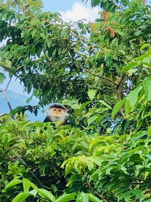 Private Jeep Tour to Marble - Monkey Mountains -Son Tra peak - Monkey Mountain on Son Tra: panoramic views plus real monkey energy