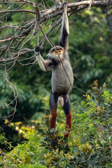 Safari - Finding the most endangered monkey in the World - Key reasons this safari is worth your time