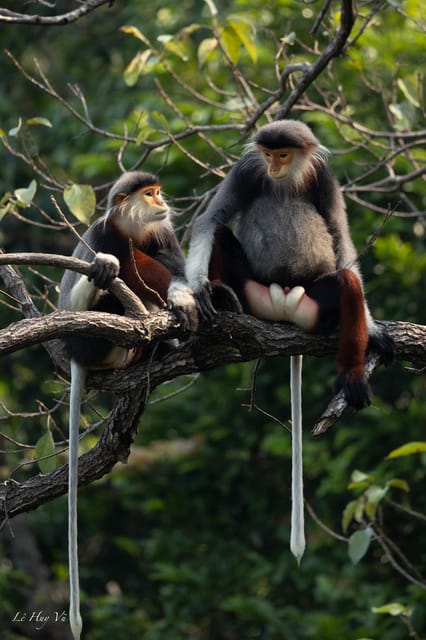 Safari - Finding the most endangered monkey in the World - Getting there from Esco Beach Bar, then the motorbike ride