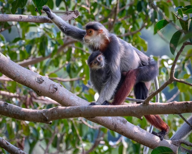 Safari - Finding the most endangered monkey in the World - Guides, group size, and respectful viewing distance