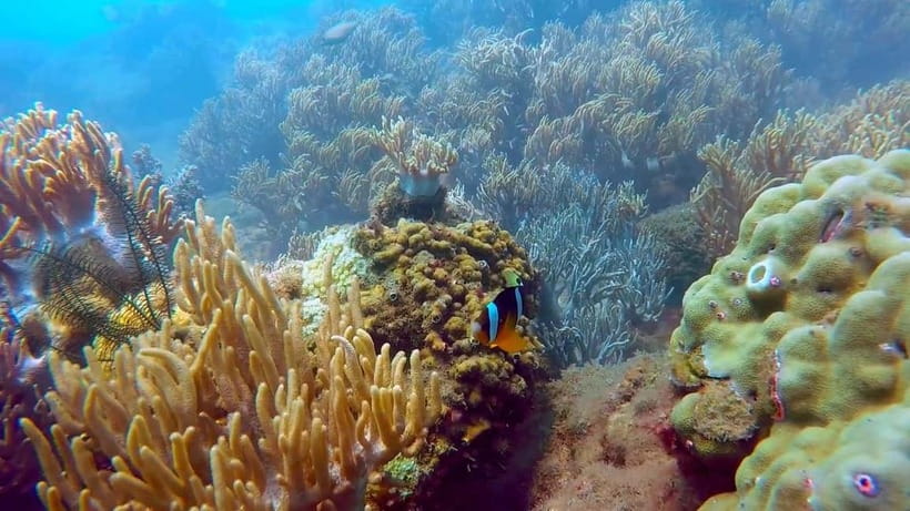 Visit Cham Islands & Snorkelling & Scuba Diving - Key points that make this trip worth your time