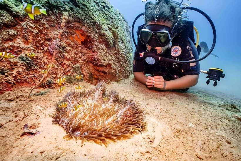 Visit Cham Islands & Snorkelling & Scuba Diving - Marine Sanctuary fossil displays: a quick way to understand the reef