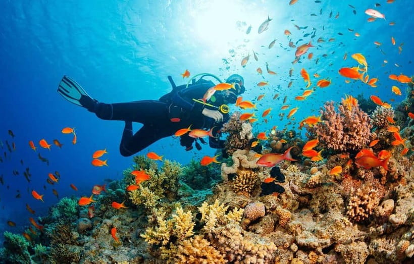 Visit Cham Islands & Snorkelling & Scuba Diving - Chong/Ong Beach snorkeling: coral, fish, starfish, and the real-world conditions